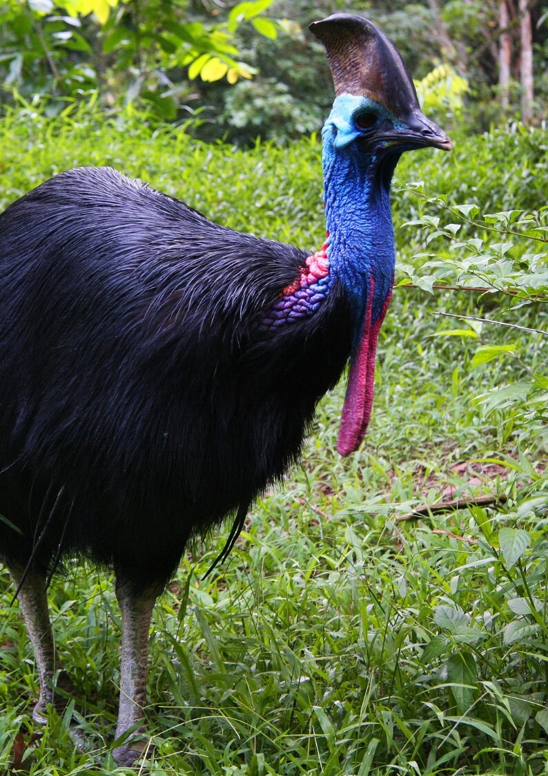 Cassowary Credits