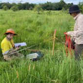 Cassowary Coast Regional Council Cassowary Credits Project