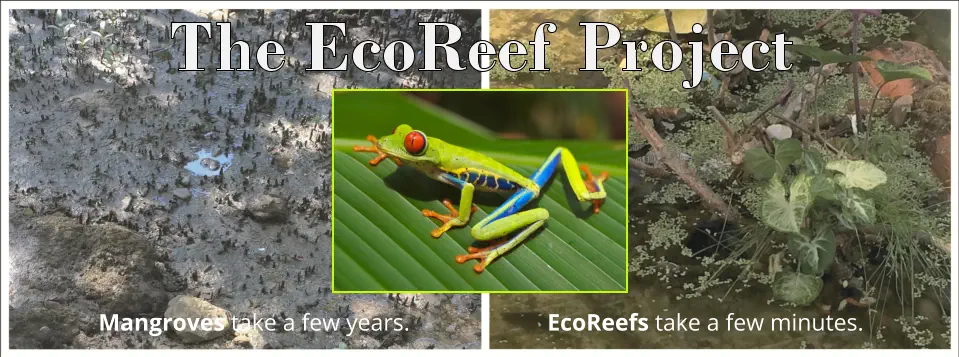 Mangroves take a few years.                       EcoReefs take a few minutes.     The EcoReef Project